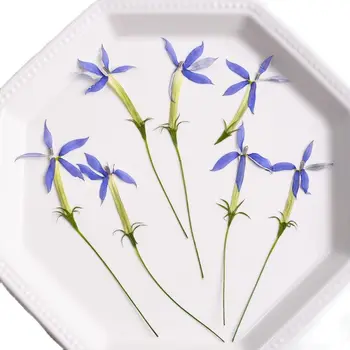 Yıldız Çiçek Şube Açık Mavi Renk DIY El Sanatları İçin Ücretsiz Kargo 120 Adet