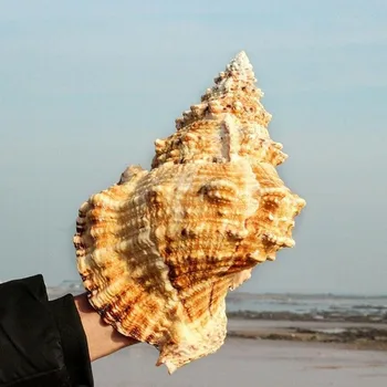 1 adet Büyük Deniz Kabuklu deniz hayvanı kabuğu Mobilya Dekorasyon Süsler Düğün / festival / parti Doğal Deniz Yaşamı Kabukları Süslemeleri Büyük Hediye