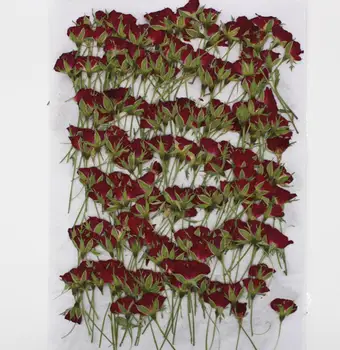 250 adet Preslenmiş Kurutulmuş Gül Çiçek Bitkiler Herbaryum Reçine Takı Yapımı İçin Kartpostal Çerçevesi telefon kılıfı Zanaat DIY
